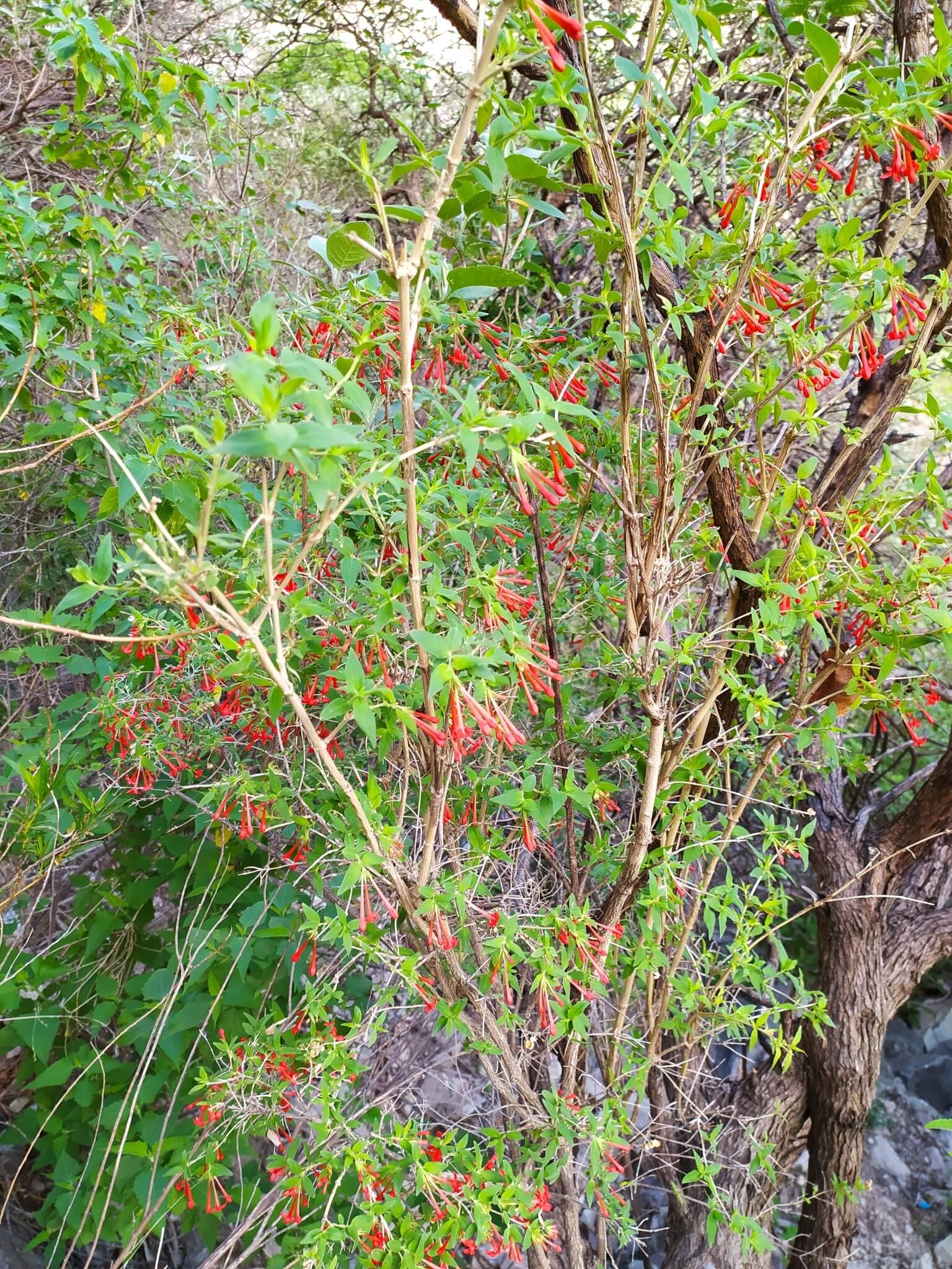 Bouvardia ternifolia